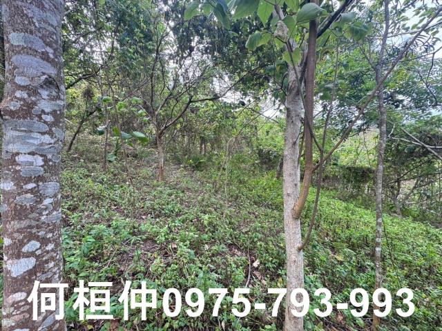 苗栗大湖山坡地-9