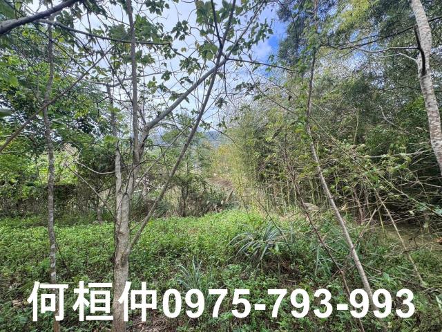 苗栗大湖山坡地-10