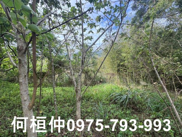 苗栗大湖山坡地-12