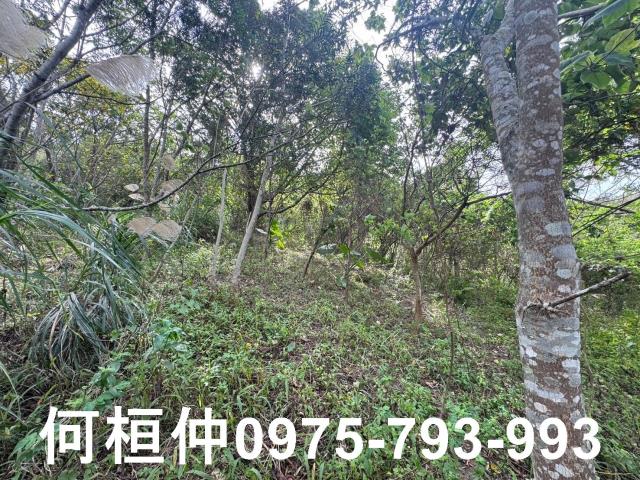 苗栗大湖山坡地-13