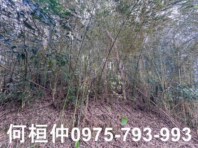 苗栗大湖山坡地-1