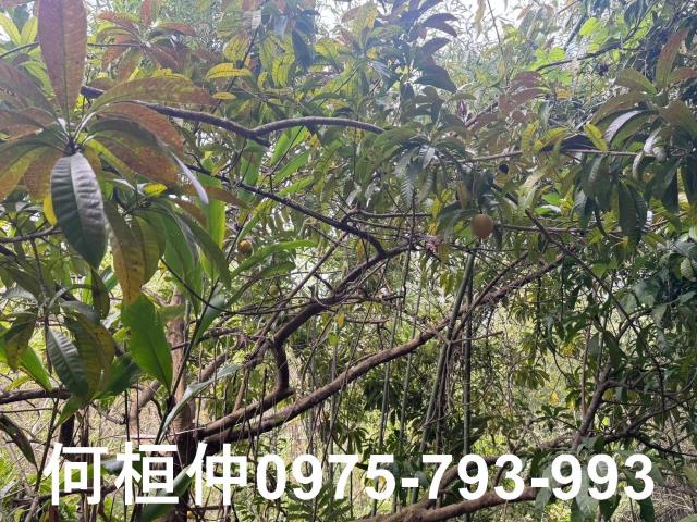 苗栗大湖山坡地-2