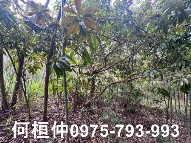 苗栗大湖山坡地-3