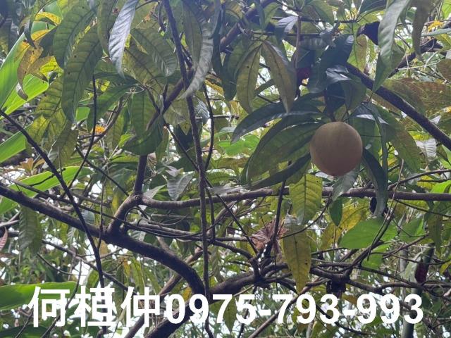 苗栗大湖山坡地-4