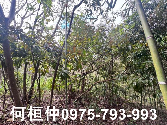 苗栗大湖山坡地-5