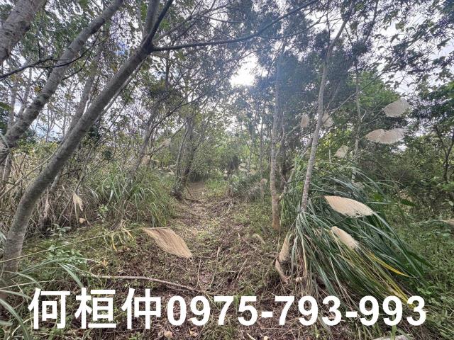 苗栗大湖山坡地-6