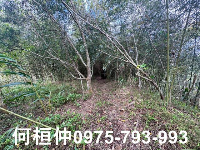 苗栗大湖山坡地-7