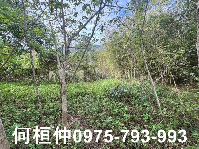 苗栗大湖山坡地-8