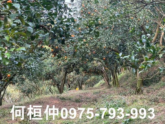苗栗農地-8