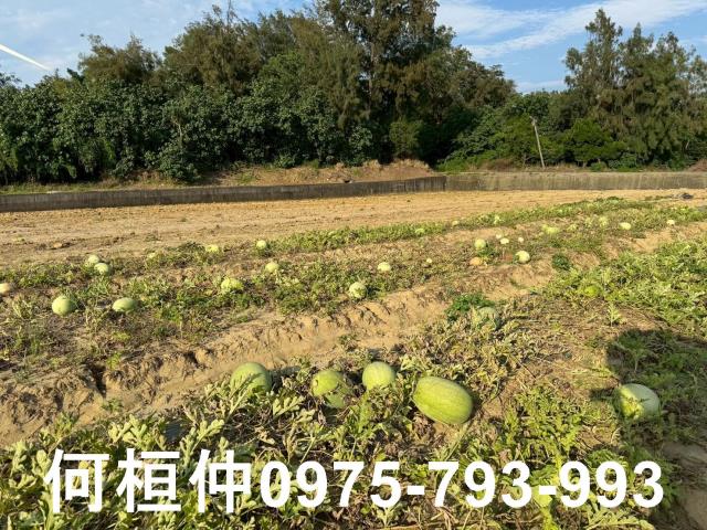 後龍農地-3