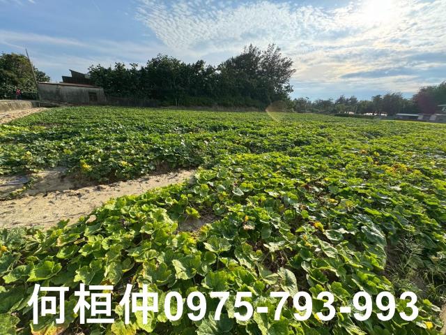 後龍農地-5