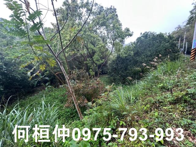 苗栗銅鑼休閒地-2