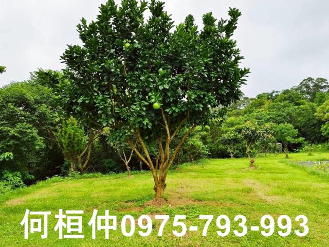 苗栗苗栗市農地-7