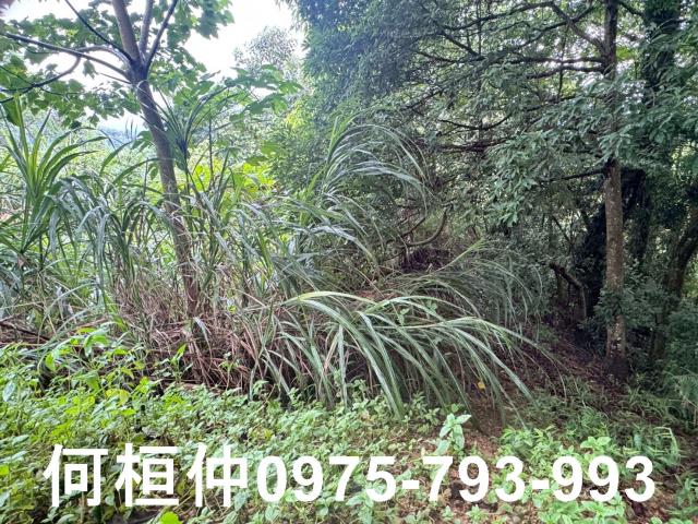 苗栗大湖農地-2