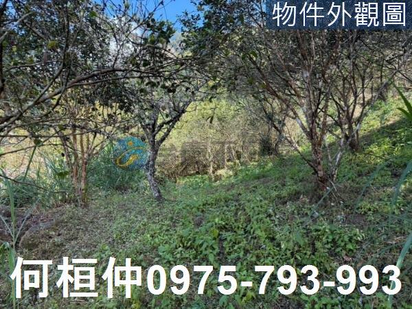 苗栗泰安山坡地-2