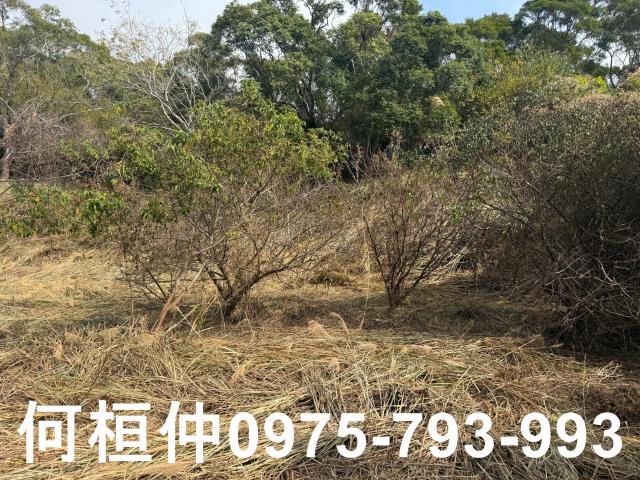 通霄農地-11